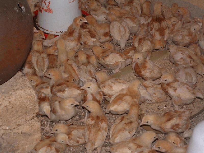 Berkshire Chickens in Uganda