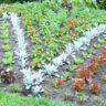 Grow initials in the ground