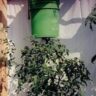 Growing tomatoes upside down