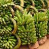 Matoke fruit