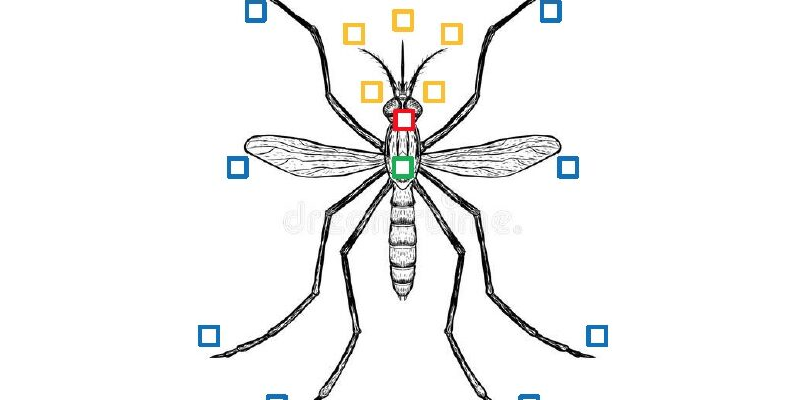 Mosquito bingo