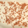 Counting seeds game
