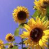 Growing sunflowers