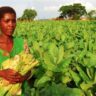 Malawi trade and exports