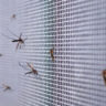 Malaria – video and discussion