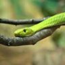 Mamba snake chase