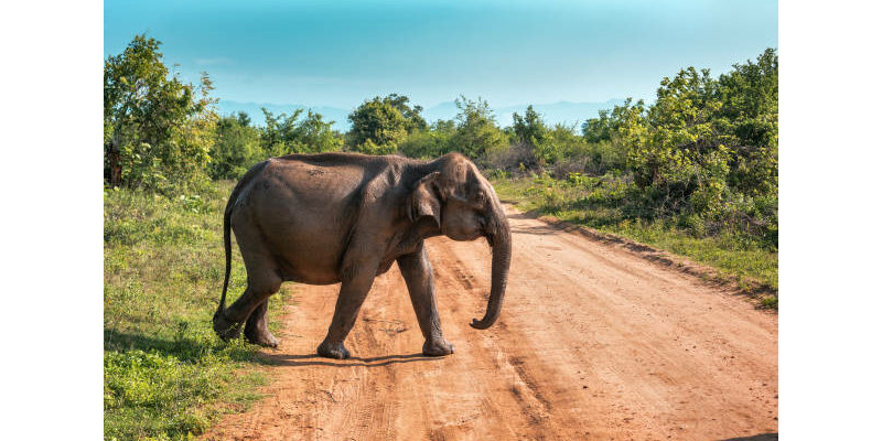 Crossing Africa as an elephant